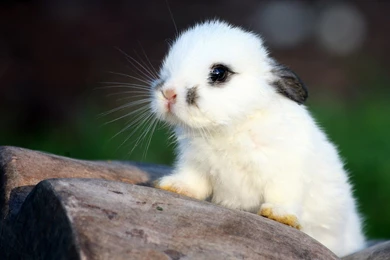 HD Little White Bunny Wallpapers HD 1080p Full Size ...