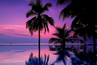Tropical Purple Sunset