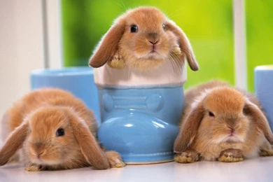 Cute Bunny Wallpaper.jpg