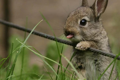 Bunny Wild Hd Wallpapers (
