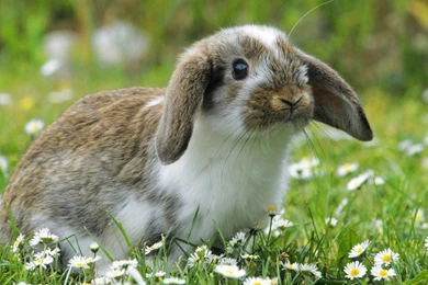 New Bunny Wall Paper View