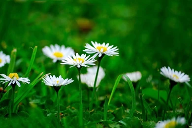 Sweet Love Flower  GO Launcher   Android Apps & Games On ...