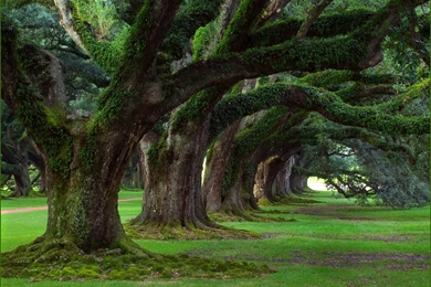 Wallpapers Of Nature