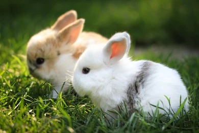 HD Bunny Rabbits In The Grass Wallpapers Full HD   HiReWallpapers 6809