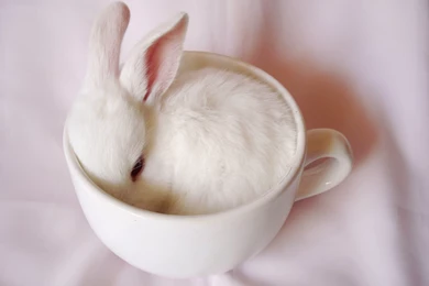 Other Baby Tea Cup Bunny White Free Wallpapers ~ Other For HD 16:9 ...