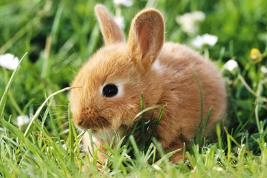 Bunny Wallpapers   Bunny Rabbits Wallpapers (128639)   Fanpop