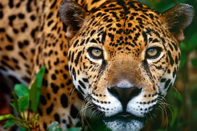 Animals: Jaguar Belize, Desktop Wallpapers Nr. 14417