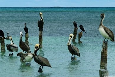 San Pedro, Belize HD Desktop Wallpapers : Widescreen : High ...