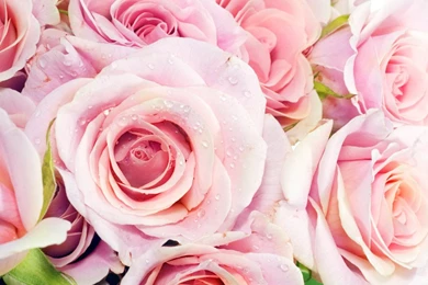 Download Beautiful Flowers Wallpapers Wallpapers