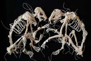 Fabulously Disturbing Skeletal Animal Remains Intricately ...