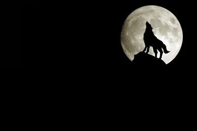 Desktop Hd Moon Wolf Wallpapers 3d Hd Pictures.
