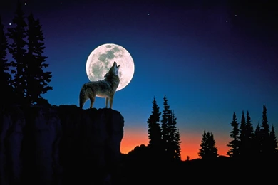 Download Moon Wolf Wallpapers 1600x900