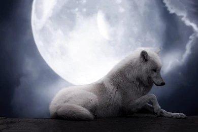 Wolf Moon Artwork Wallpapers