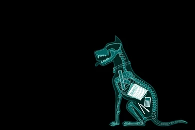 Dogs Xray 1152x864 Wallpapers – Animals Dogs HD Desktop Wallpapers
