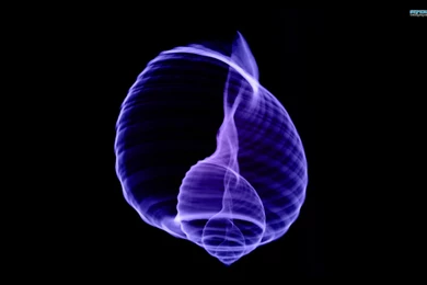 Artistic Shell X Ray (id: 188786) – BUZZERG