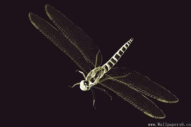 X Ray World dragonfly － 3D Digital Art Wallpapers   Free Download ...
