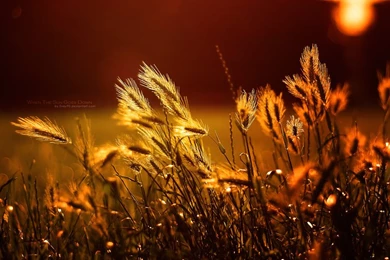 When The Sun Goes Down   Wallpapers By Evey90 On DeviantArt