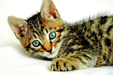 Katten Achtergronden