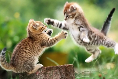 Kat Wallpapers, Achtergronden