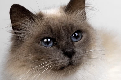 Cats: Kat Animal Pet Cat Cute Free Download Wallpapers For HD 16:9 ...