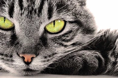 Bestand:Hd katten achtergrond met een portret foto van een grijze ...