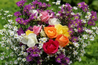 Roses, Wallpaper, Widescreen, Freewallpapers, Rose (