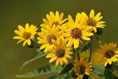 Index Of /image/عکس گل/Best Flower