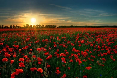 Field HD Wallpapers ~ Toptenpack.com