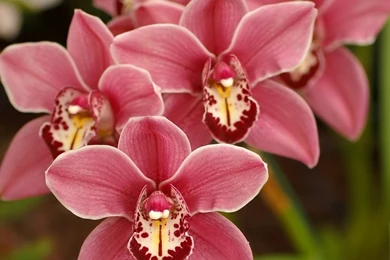 Best Pink Flowers HD Wallpaper, Best Pink Flowers Wallpapers For ...