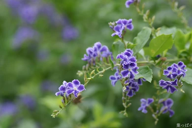 Flower Wallpapers Hd   Wallpapers HD Fine