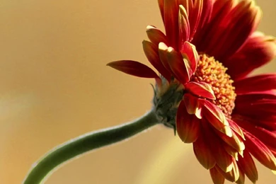 Flowers Red Color Hd Wallpapers   (