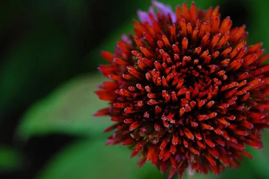 Flowers Red Color Hd Wallpapers   (