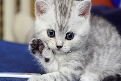 Cats Cute Kitten Saying Hello Animal Cat Wallpapers Pictures Hd ...