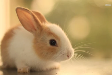 Cute Bunny Hd Wallpaper, Size: 1280x800