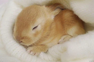 Wallpapers Cute Photos: Cute Bunny Wallpapers