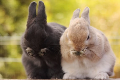 Cute Bunny Pictures Wallpapers