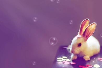 Cute Bunny Wallpaper Images Free Download