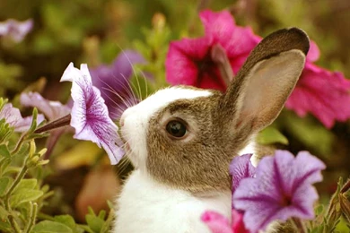 Sweet And Cute Animals Wallpapers