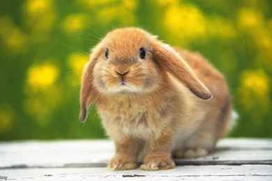 Cute Bunny Wallpapers 2015 2016