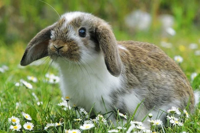 Fields Cute Little Bunny Wallpapers 9 － Animal Wallpapers   Free ...
