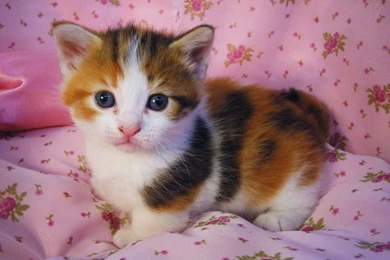 Cute Kittens Quotes. QuotesGram