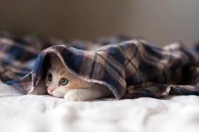 20+ Free Cute Cat HD Wallpapers   DesignMaz