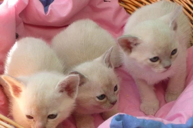 Cute Kittens And Puppies Wallpapers