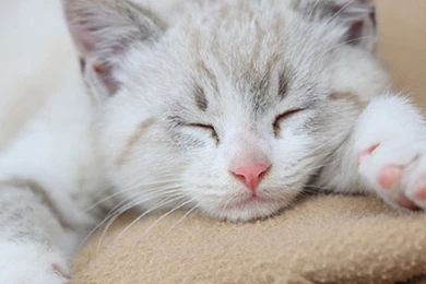 Cute Cat Wallpapers, Kitten Images, Claws, Pussycat Photos ...