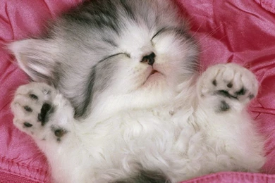 Cute Cat Wallpapers Kitten Backgrounds Hd Wallpapers For Desktop ...