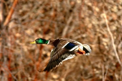 Mallard Wallpapers Related Keywords & Suggestions   Mallard ...