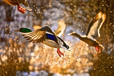 Mallard Duck Wallpapers   Wallpapers Cave