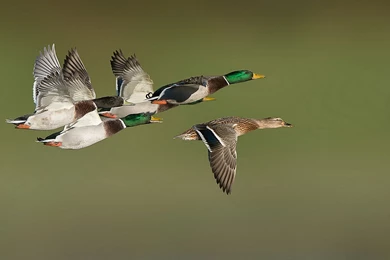 Duck Flying Images