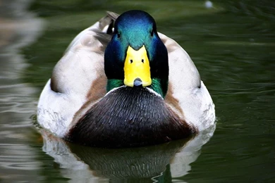 Mallard Duck Images