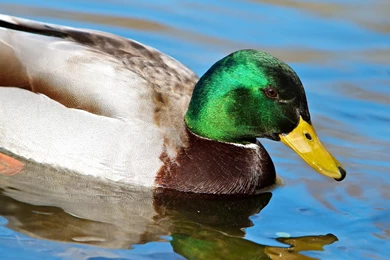 Mallard Duck Grass Bird Animals Wallpapers